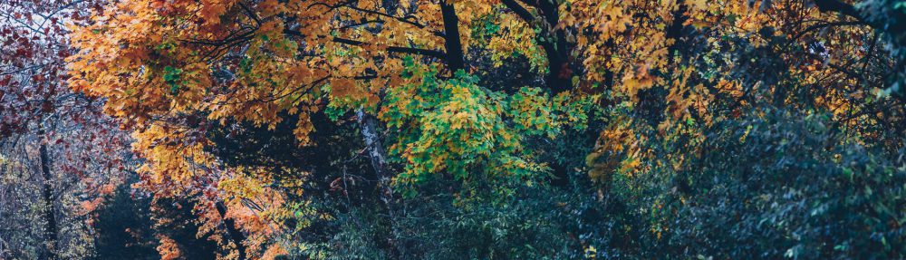 France Couelle Psychotherapy and Counselling