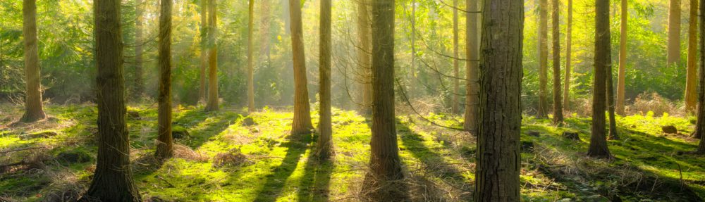 France Couelle Psychotherapy and Counselling