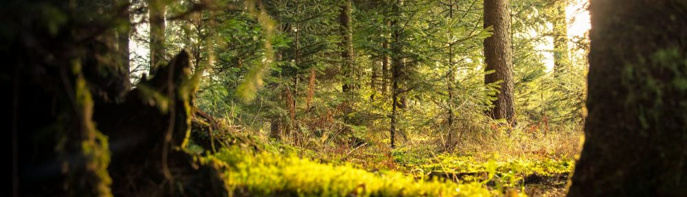 France Couelle Psychotherapy and Counselling